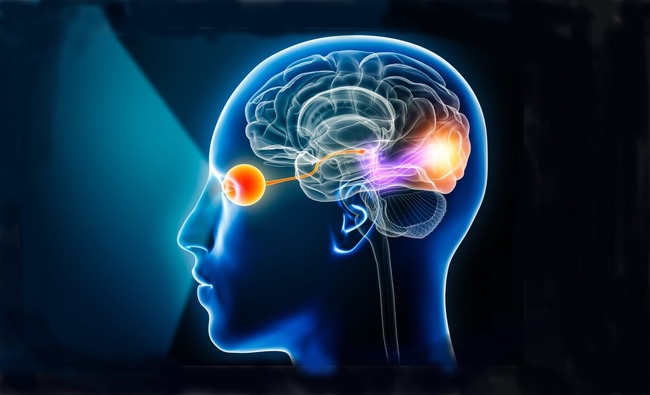 How the Human Brain Processes Visual Content How the Human Brain Processes Visual Content